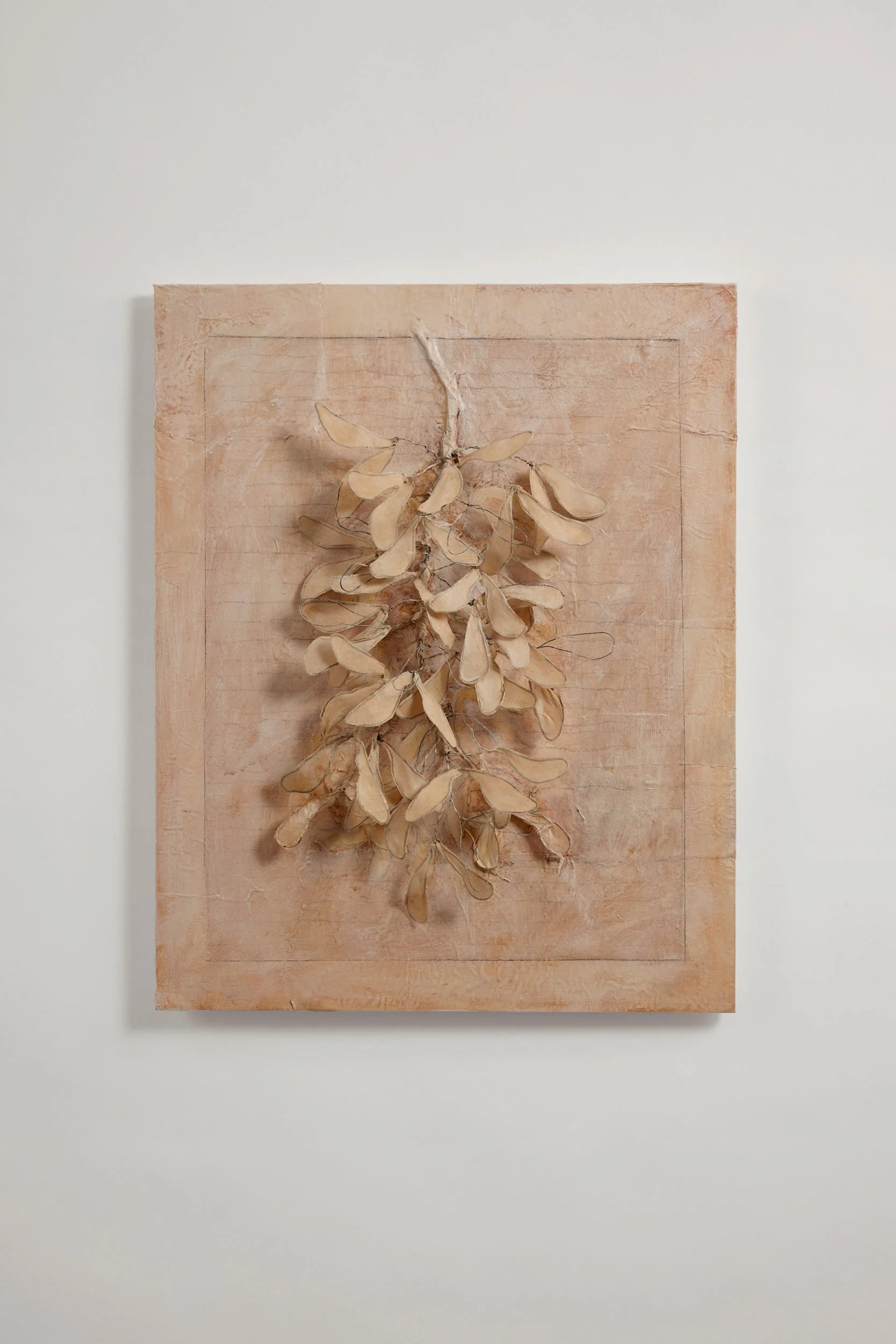 Seeds: Acer (2024)