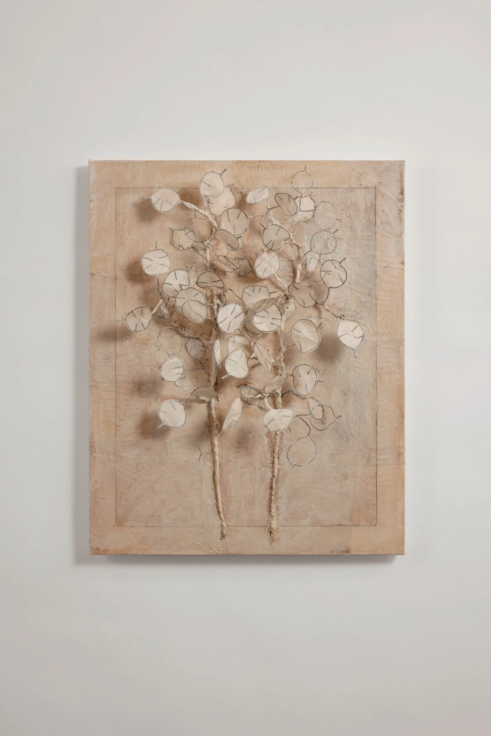 Seeds: Lunaria (2024)