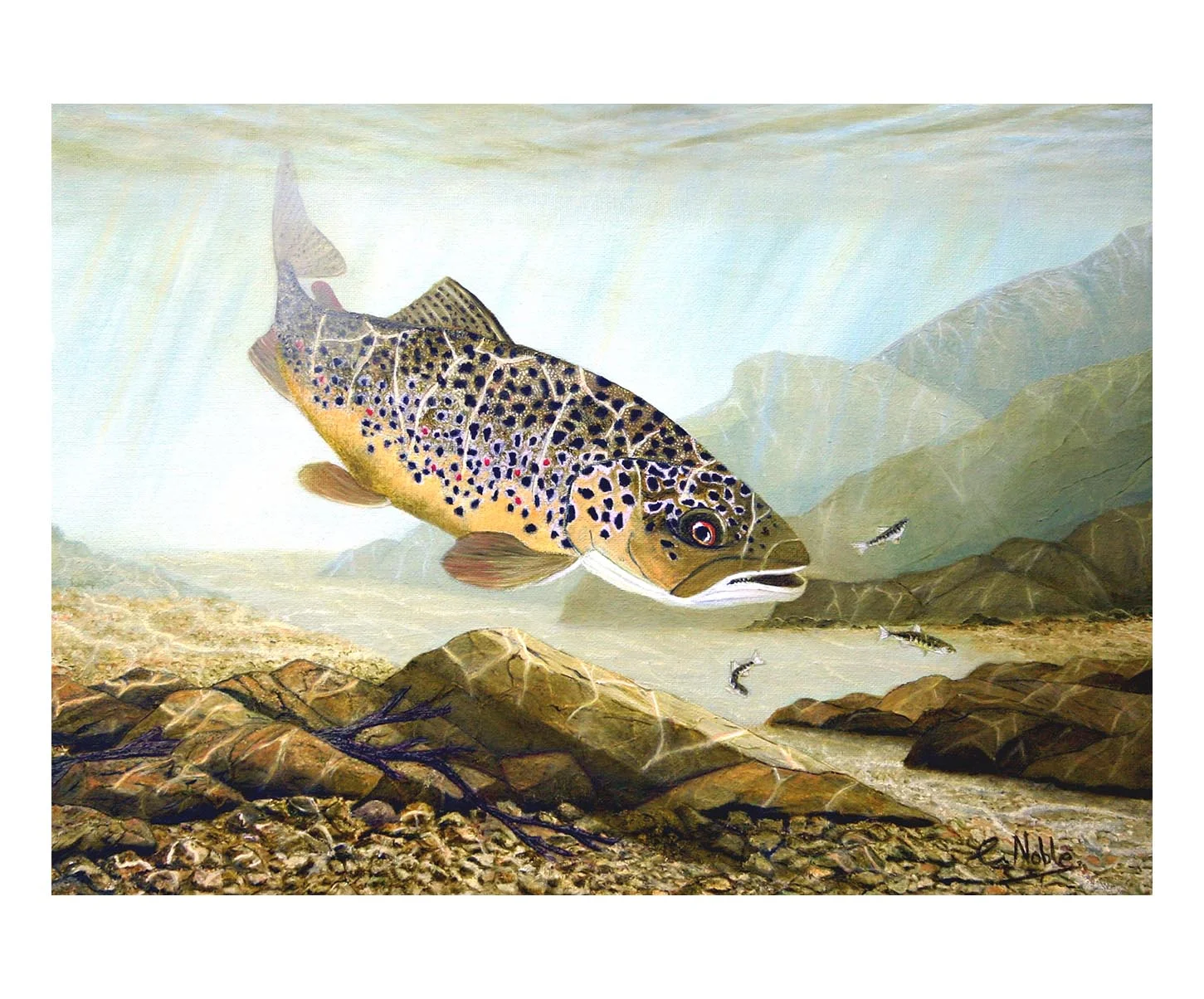 Brown trout