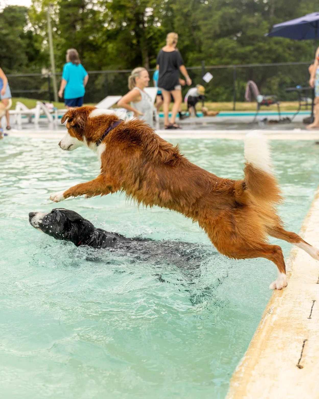 A few more of my favorite shots from the 15th Annual Dog Paddle 🐾🐕
