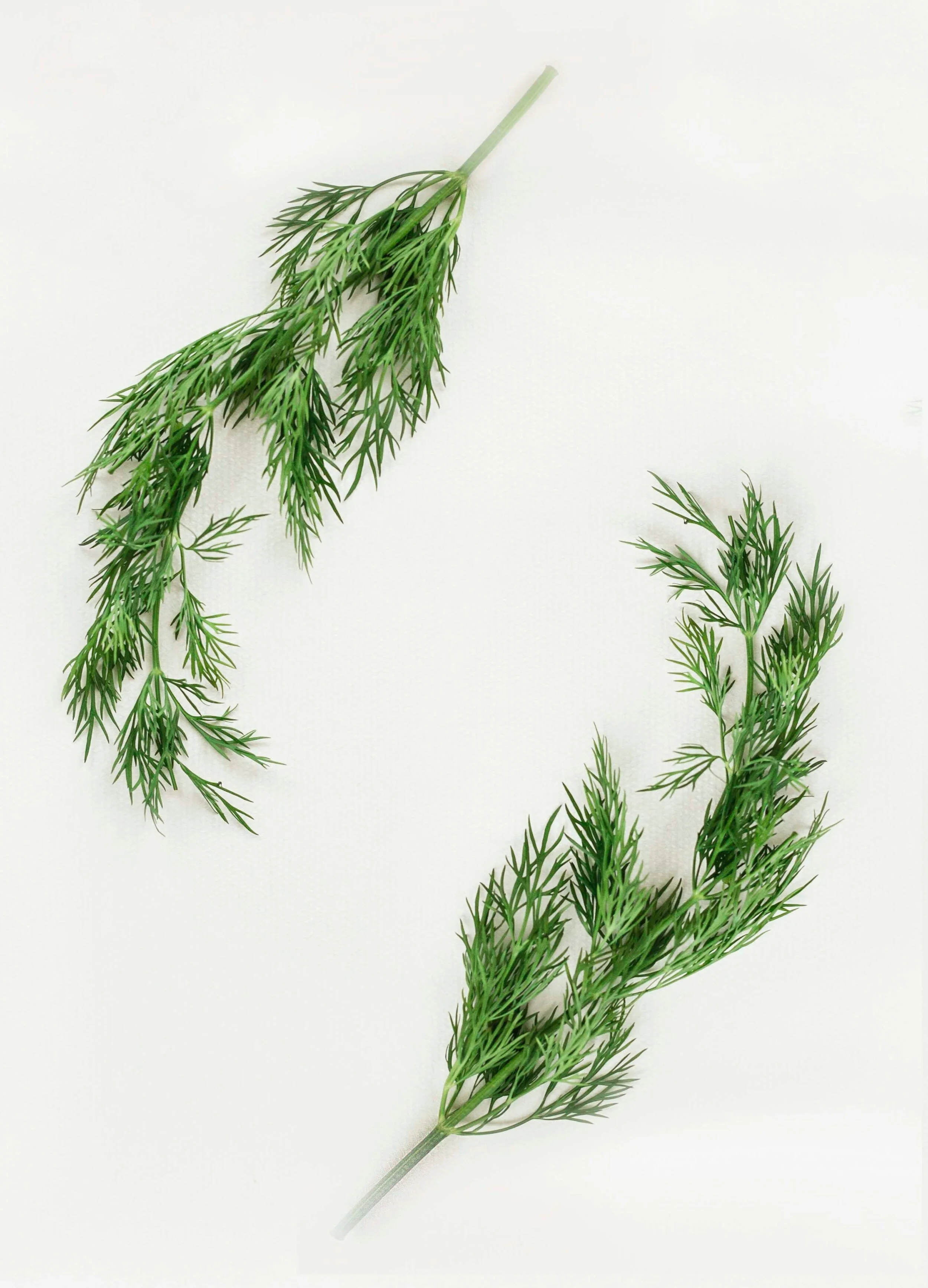 SPICE UP YOUR MEALS WITH THESE HOME-GROWN HERBS