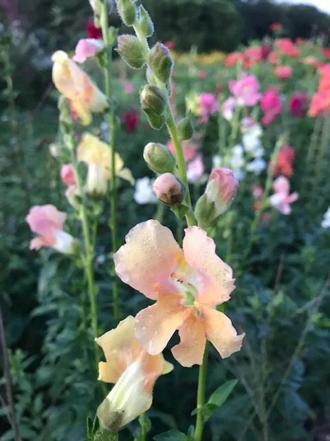 Welcome to Farmhouse Flowers