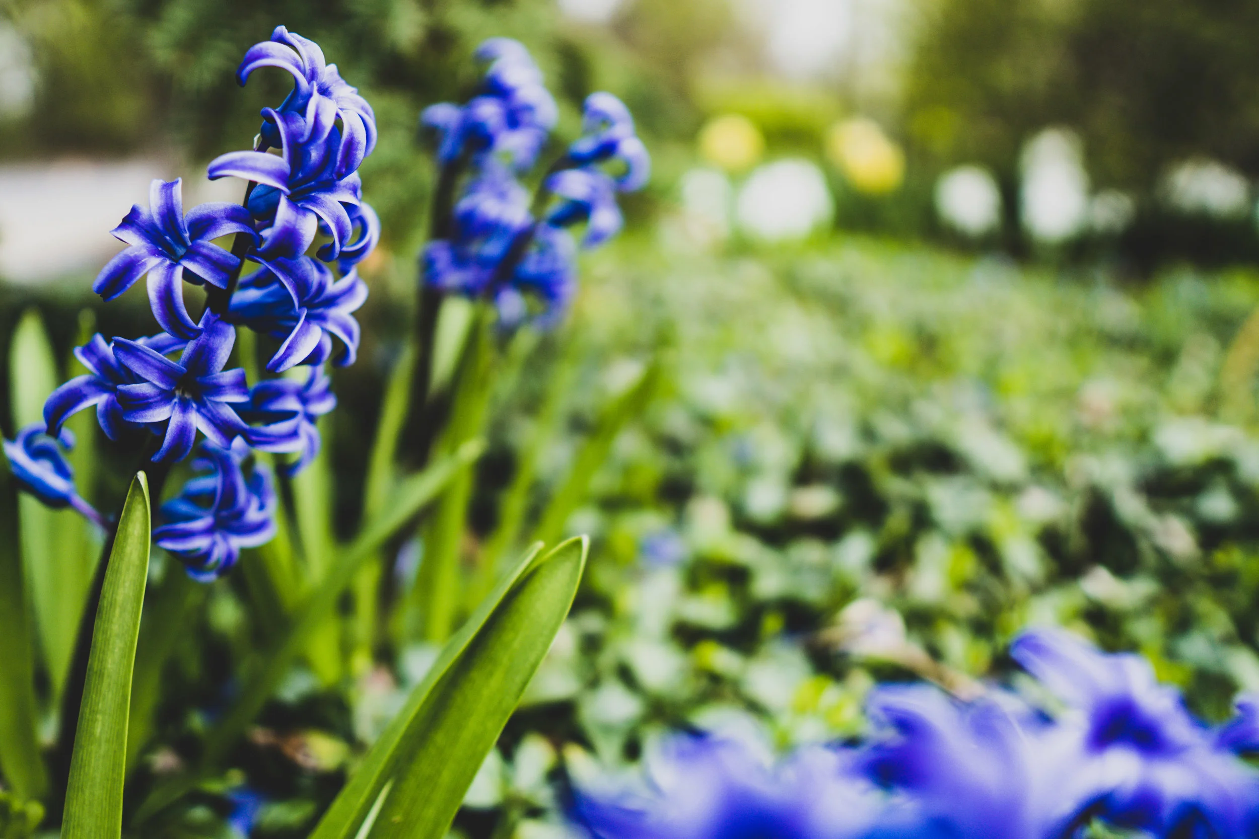 Spring Flowers-9.jpg