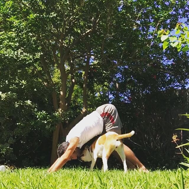 These are some of moments I&rsquo;ll be savoring. Outside yoga with @surya_the_hamstaff. 
And speaking of outside yoga check @summervillegoatyoga eventbrite page for a few very small classes coming up.