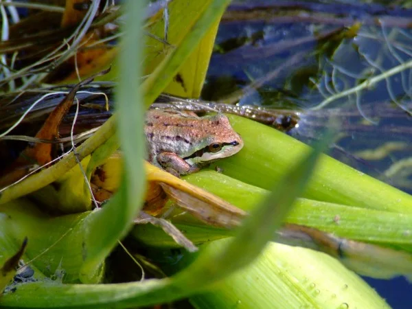 Pacific Tree Frog – Photo: Barb Biagi