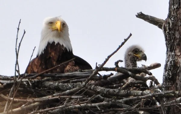 Eaglet and Dad – Photo: Barb Biagi