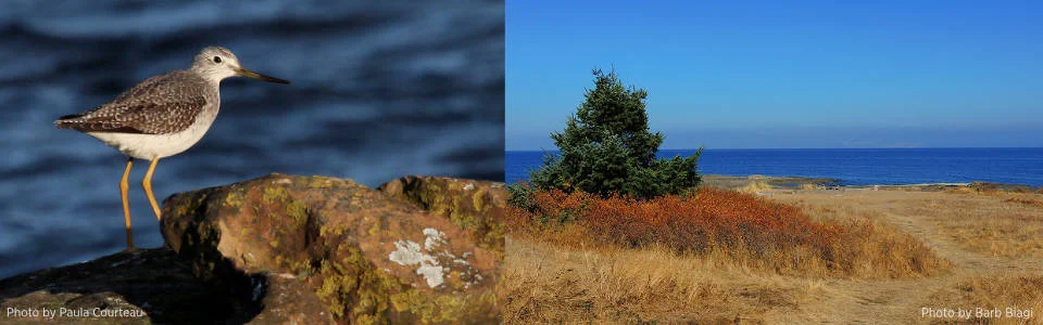 Grassy-Point-Duo.jpg
