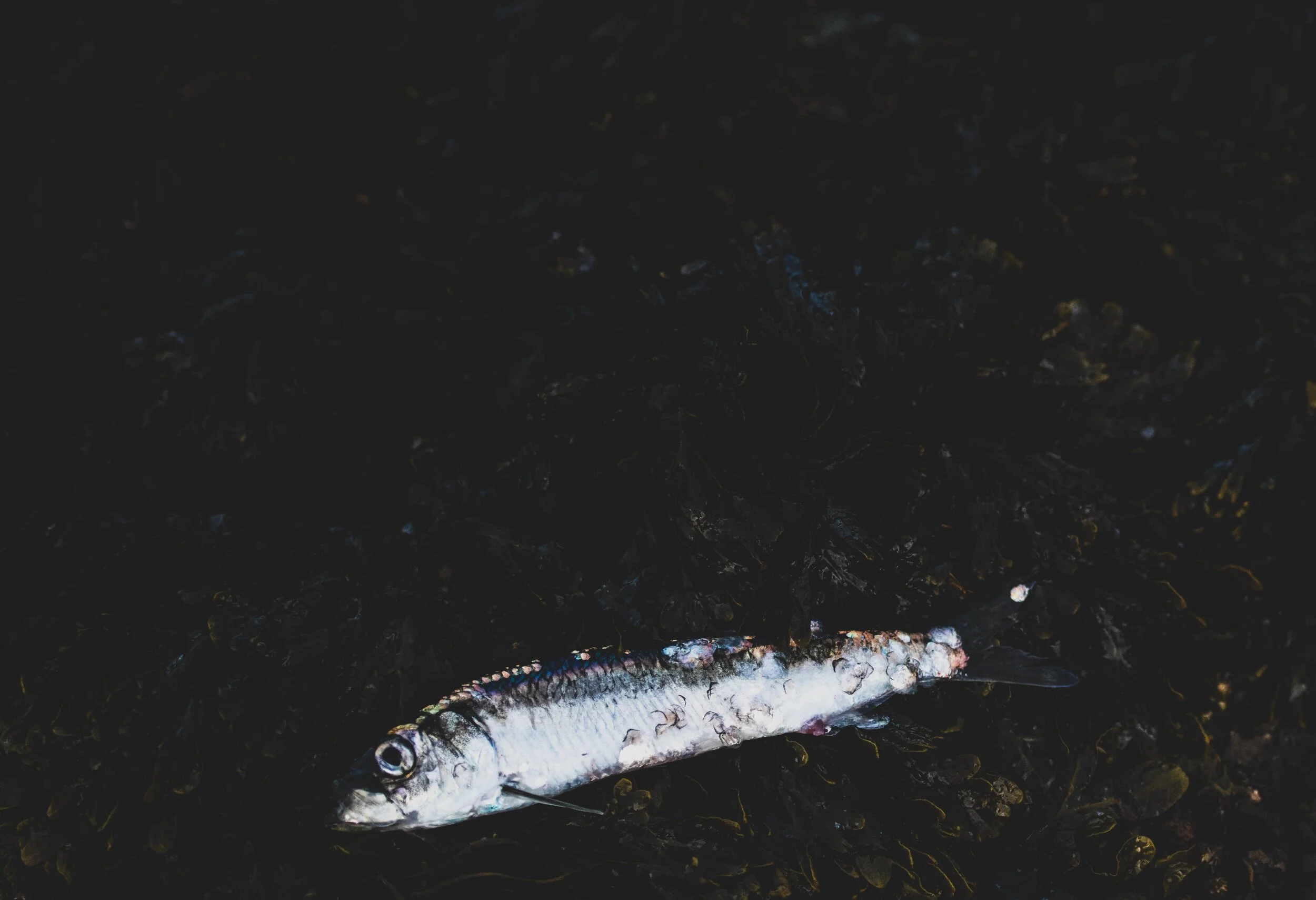 Herring Campaign — CONSERVANCY HORNBY ISLAND