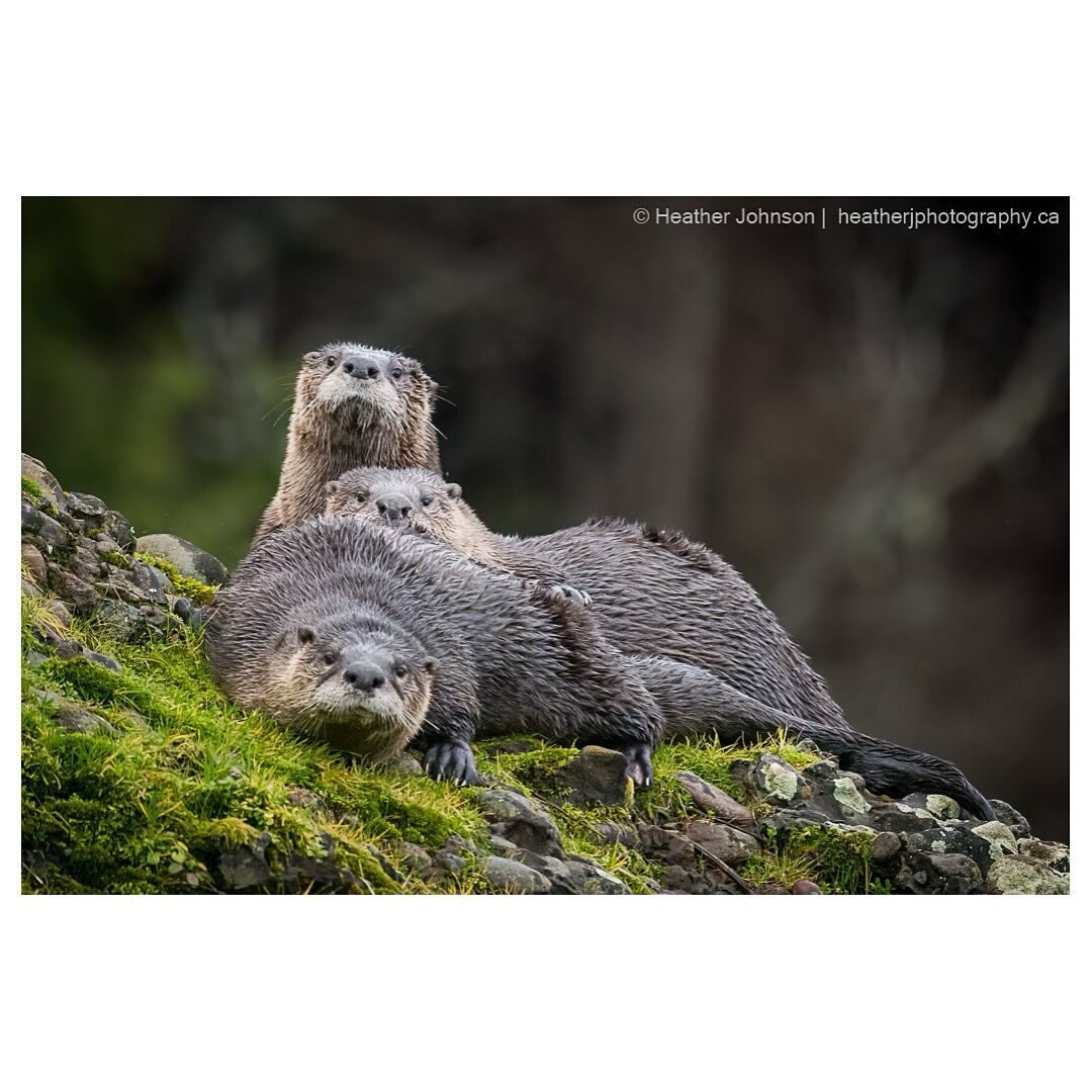 Happy Family Day from CHI and this family of otters! ❤️🥰

@heatherjfoto submitted this family photo into our #herringfest2024 #photocontest!

Haven&rsquo;t submitted any photos yet? There&rsquo;s still time! 🥰

We welcome all entries, whether you a