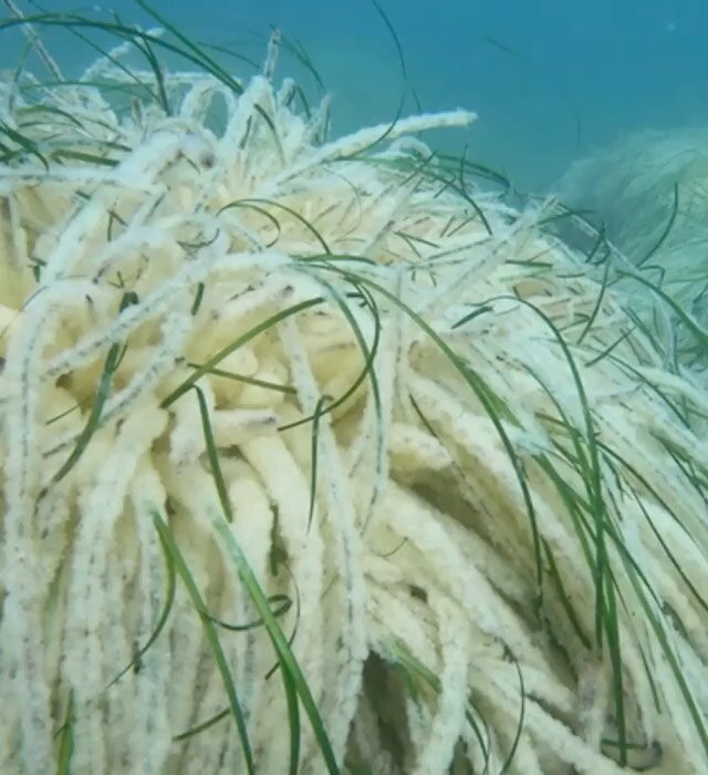 Happy World Seagrass Day! 🌊🌿   Did you know that seagrass meadows, like eelgrass, are crucial for marine biodiversity and climate resilience? Join us in celebrating these underwater wonders! 🎉 
Speaking of eelgrass&hellip; Nikki Wright, Co-founder