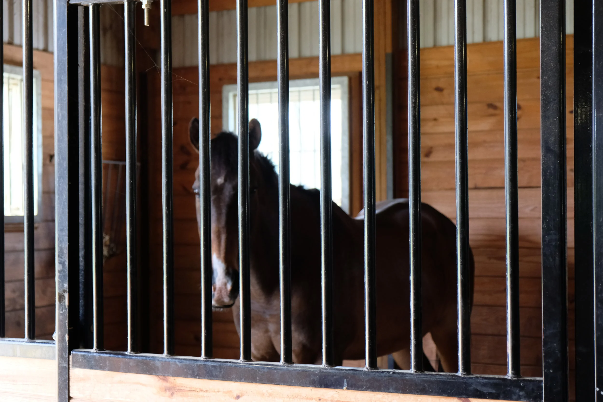  Long time resident likes the new stalls in the horse barn 