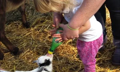 petting zoo.jpg
