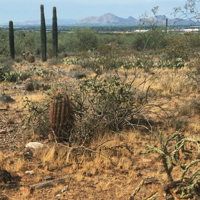 Sonoran Desert