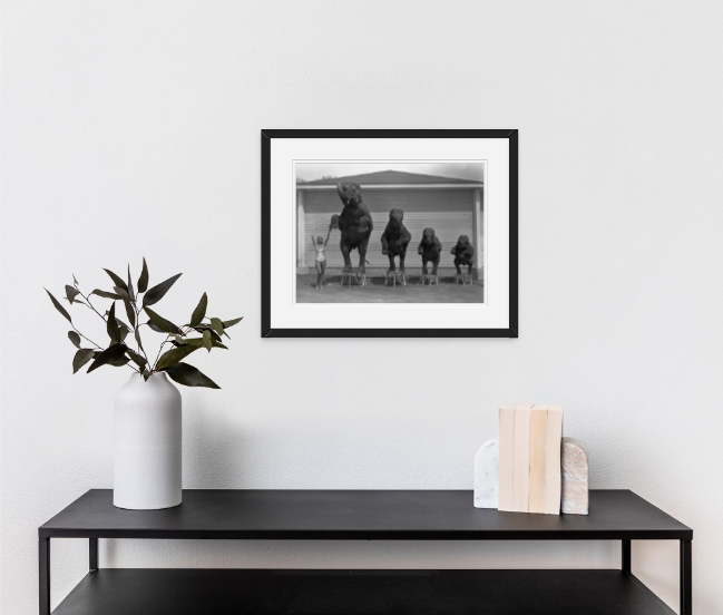 Elephants - Fine Art Prints 