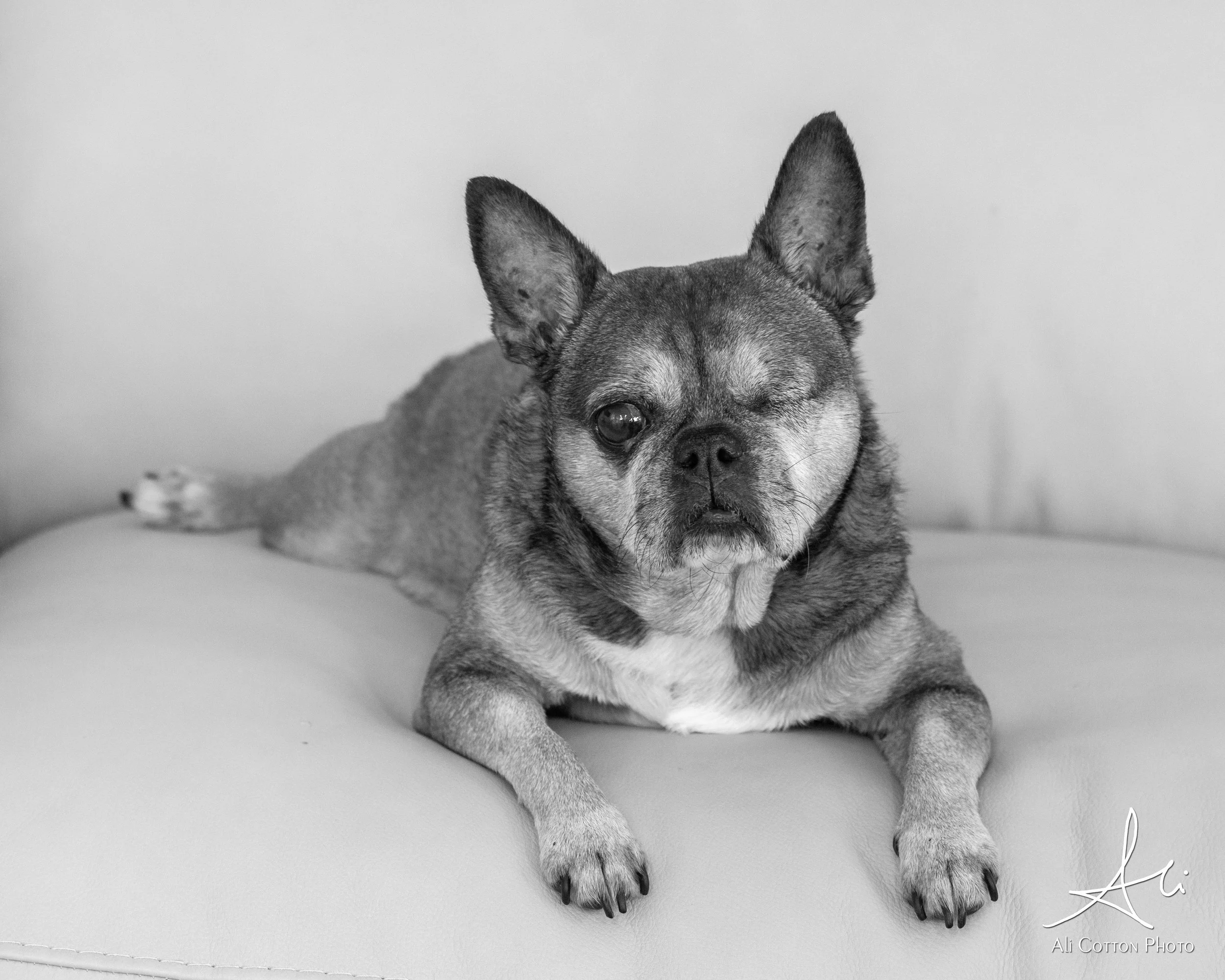 055_3Q9A0259_Jax & Opie 2025 c BleuCottonPhoto copy.jpg