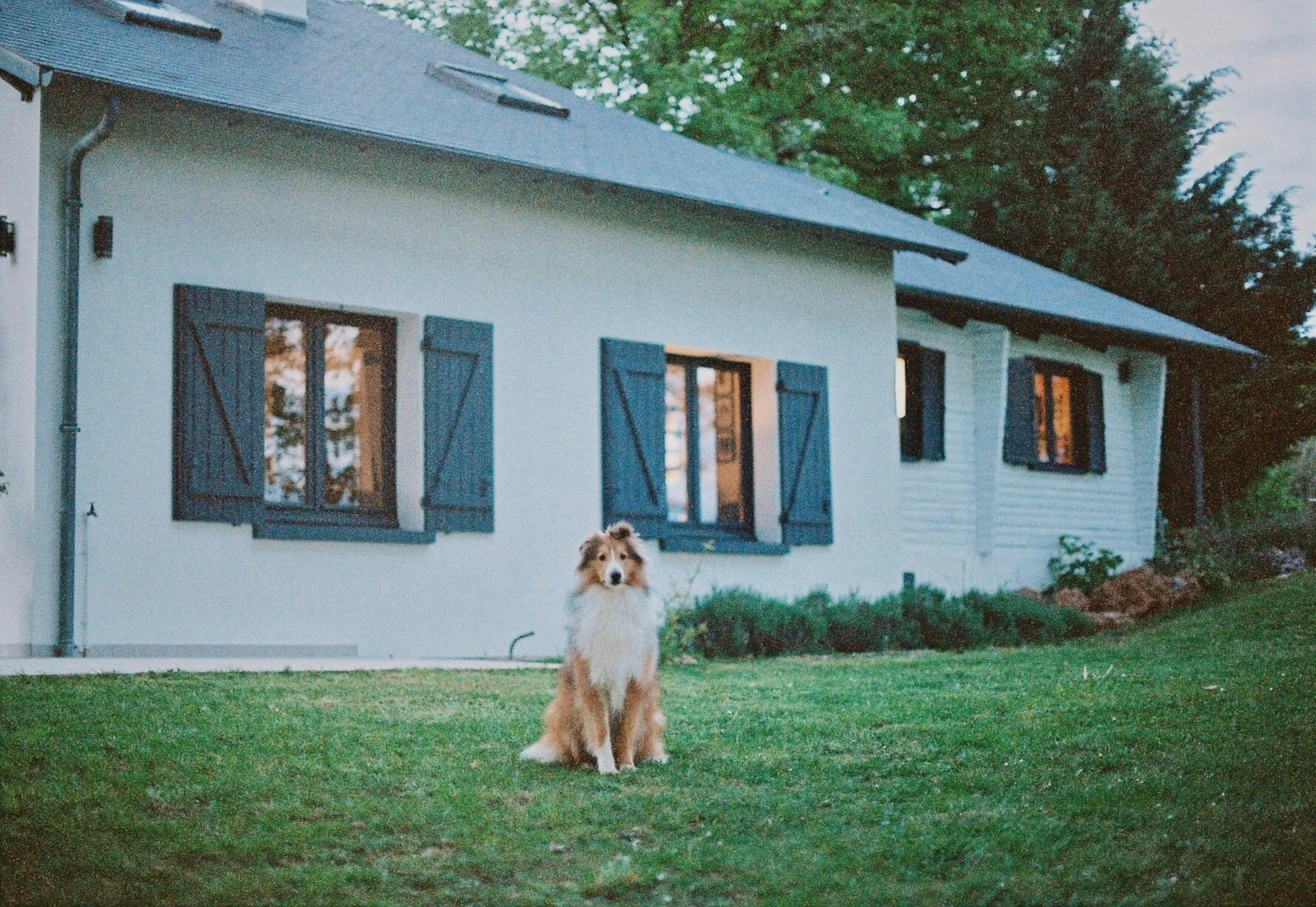 Why StatGuardPlus Matters for Pet Owners &amp; Hosts