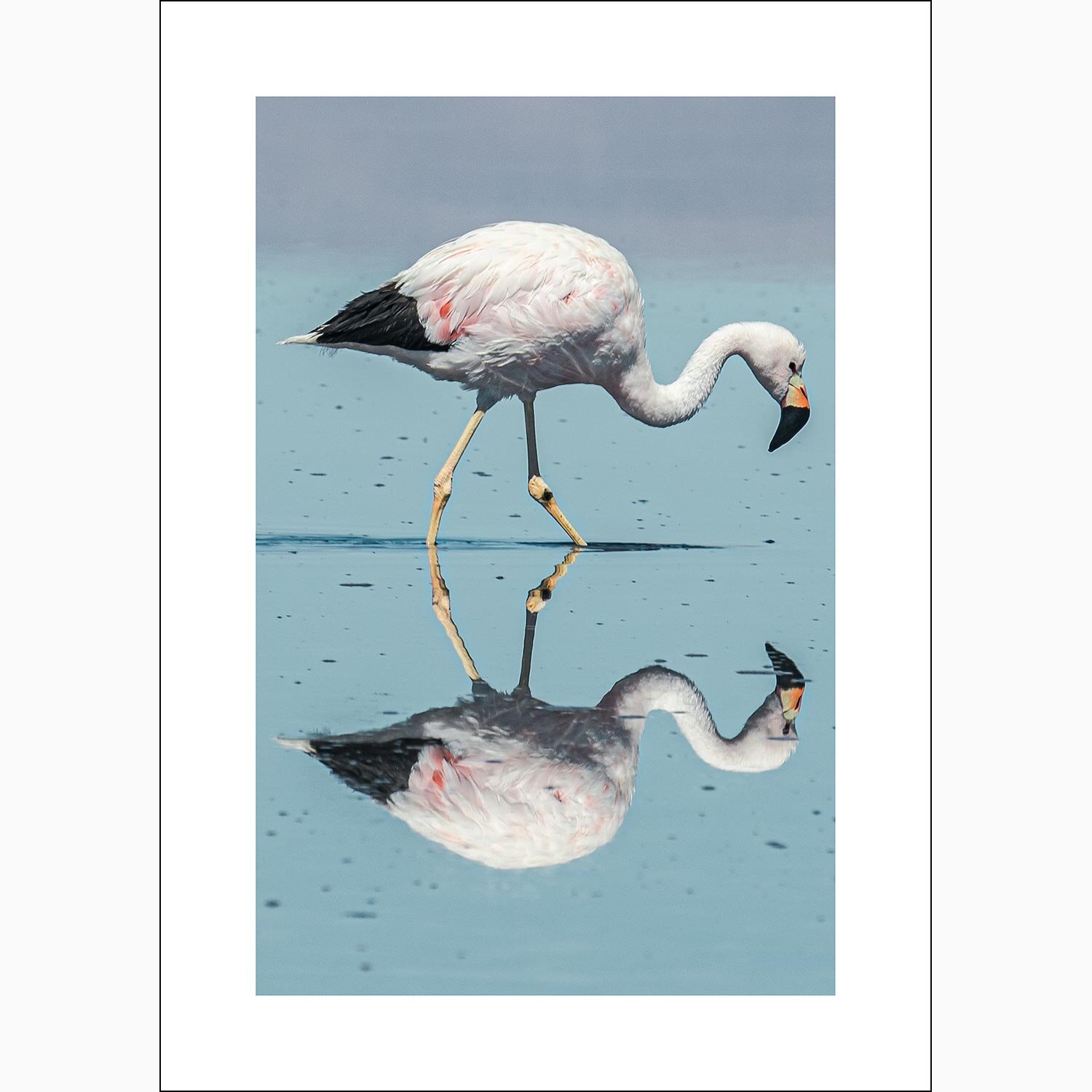 Perfect Flamingo reflection print