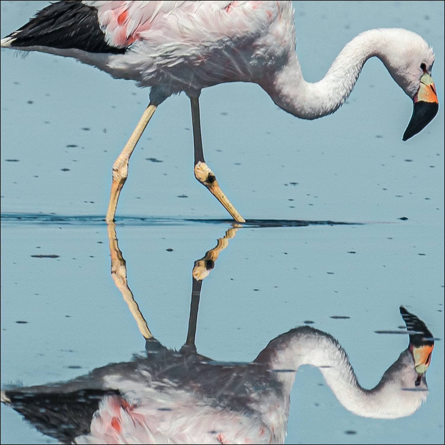 Perfect Flamingo reflection print section