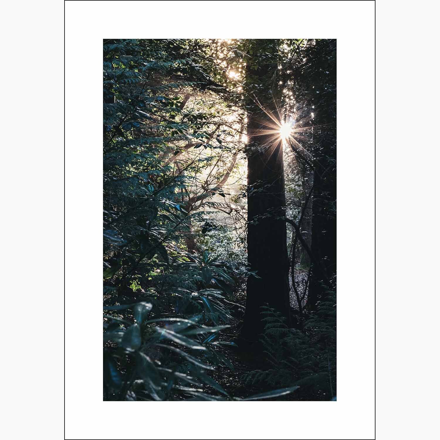 Forest Light