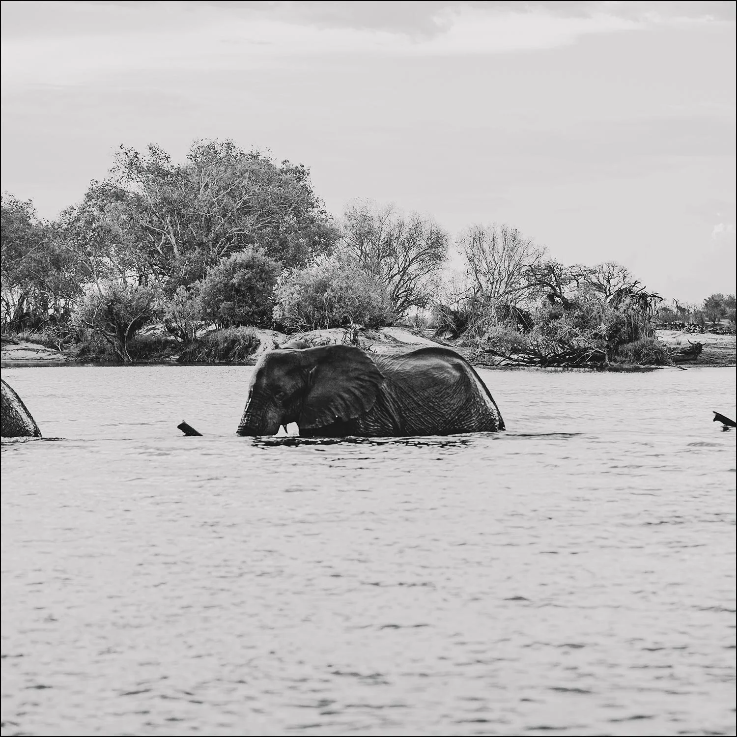 Three elephants cross a river in search of food in Zimbabwe print section