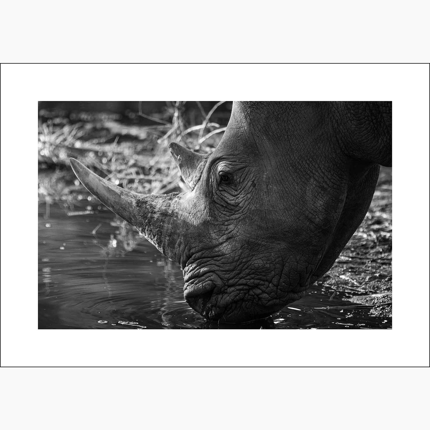 Male black Rhino takes drink from watering hole in black and white print