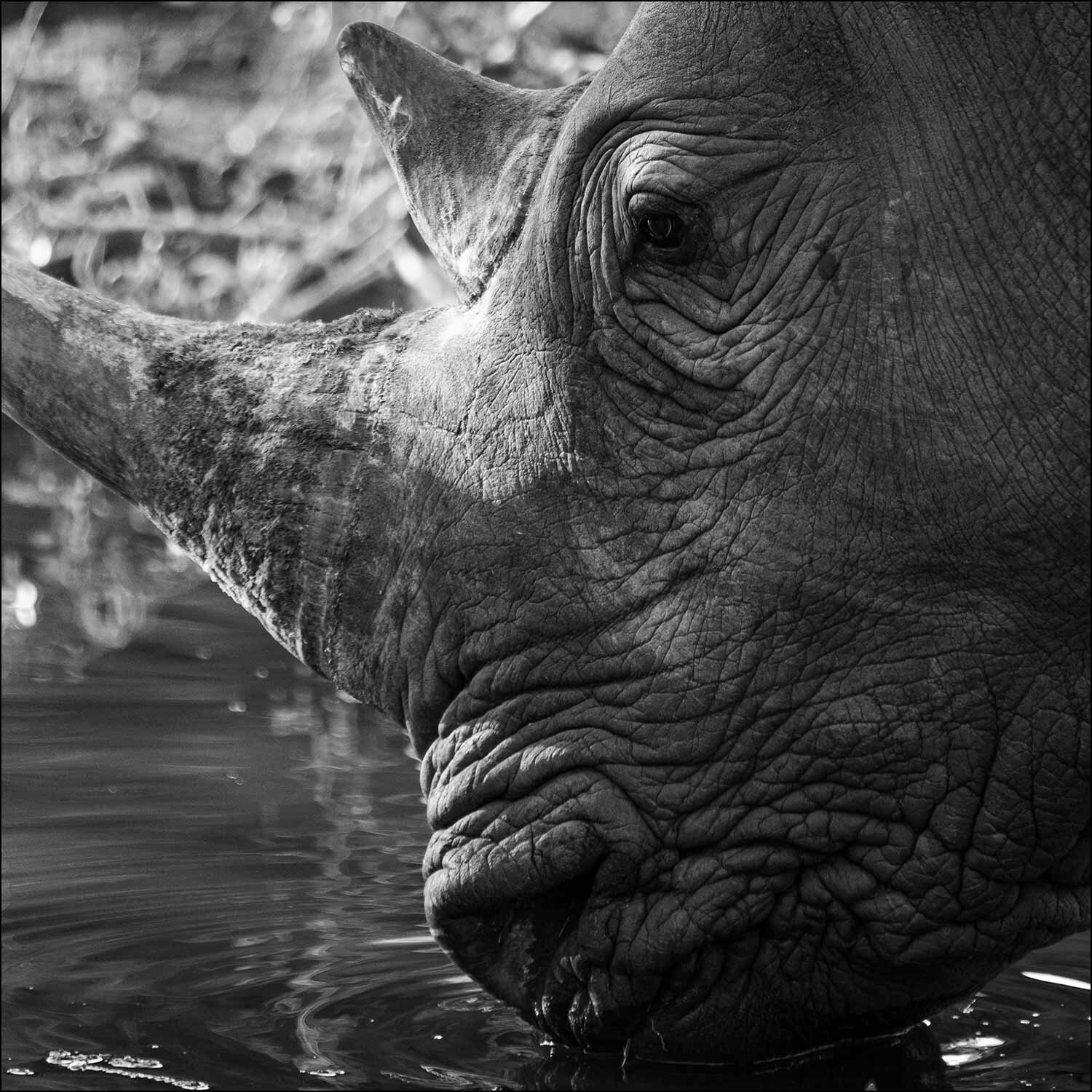 Male black Rhino takes drink from watering hole in black and white print section