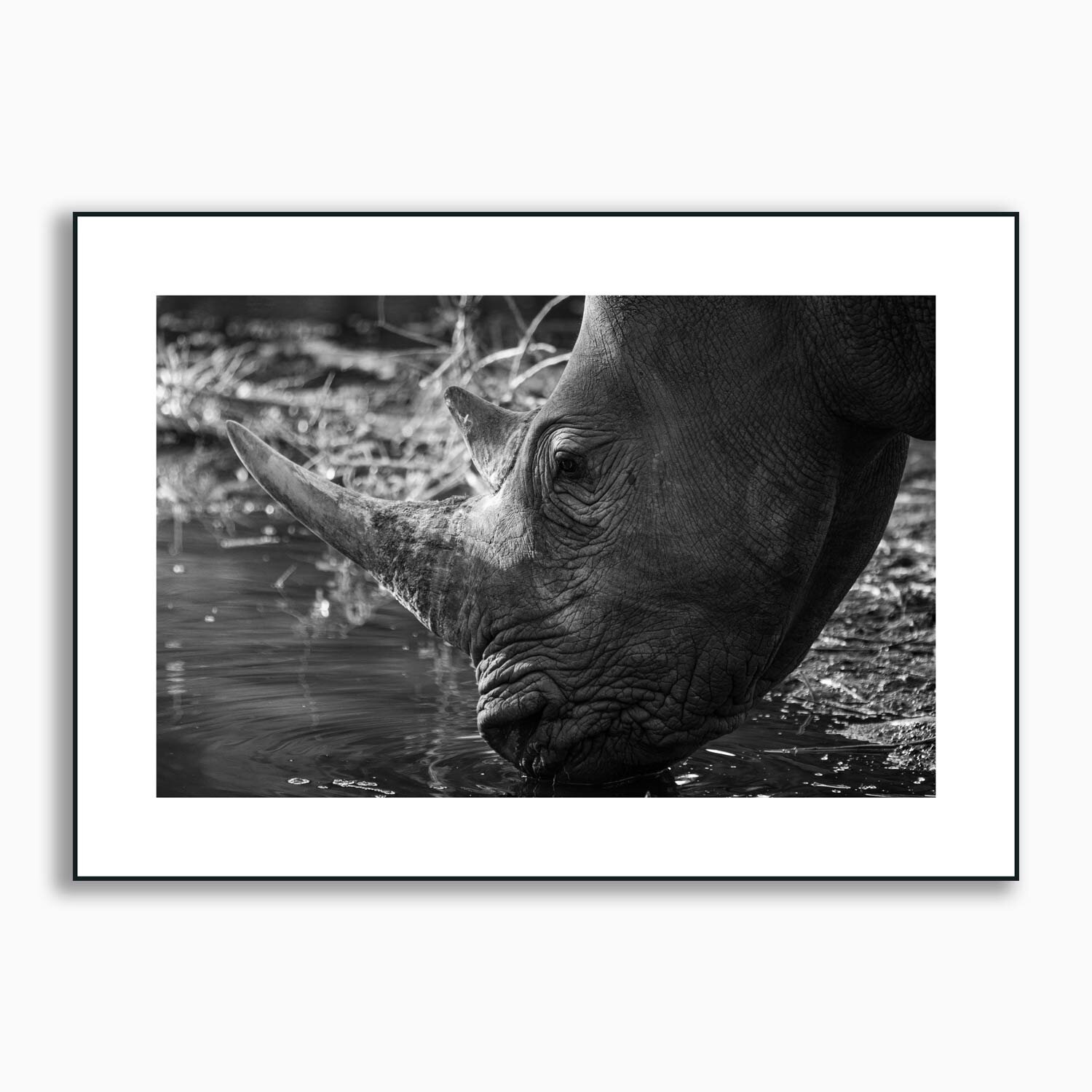 Framed Male black Rhino takes drink from watering hole in black and white print