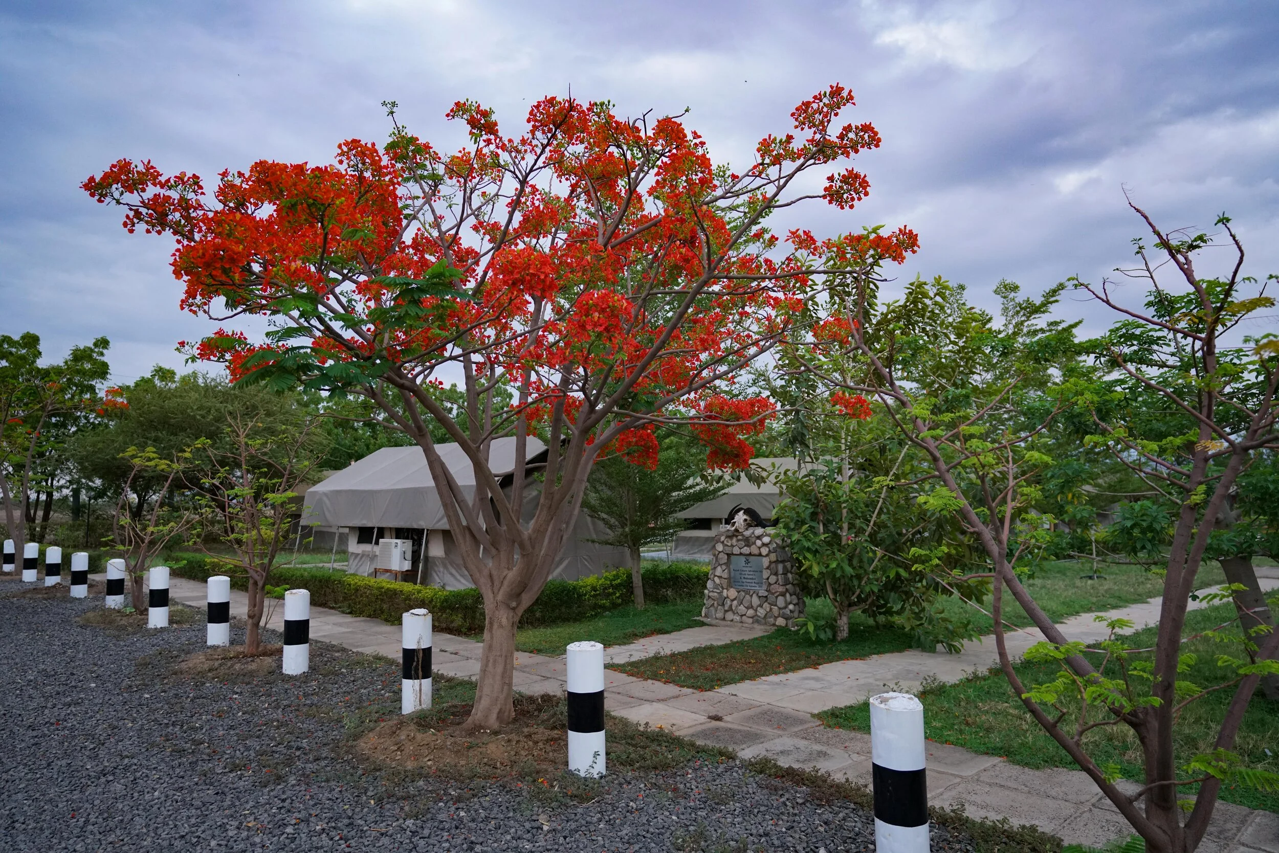  This tree was alight with bees (African Killer Bees).  I laughed.  But apparently they really are African Killer Bees.  They were loud enough to hear at least 50m away.  