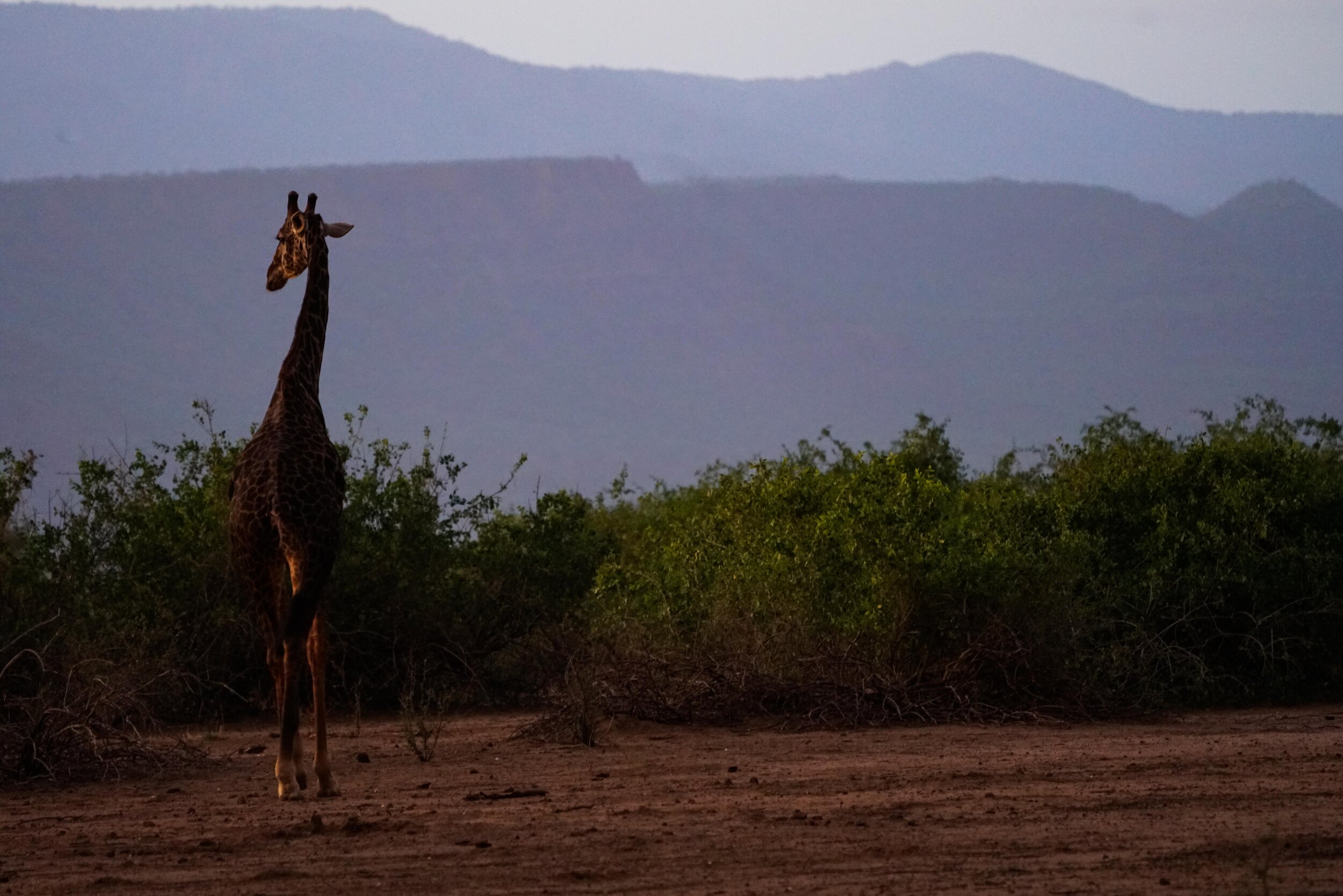  Animals are hard to photograph in the dusk light.  We did see a handful of cheetah and this lovely giraffe.   