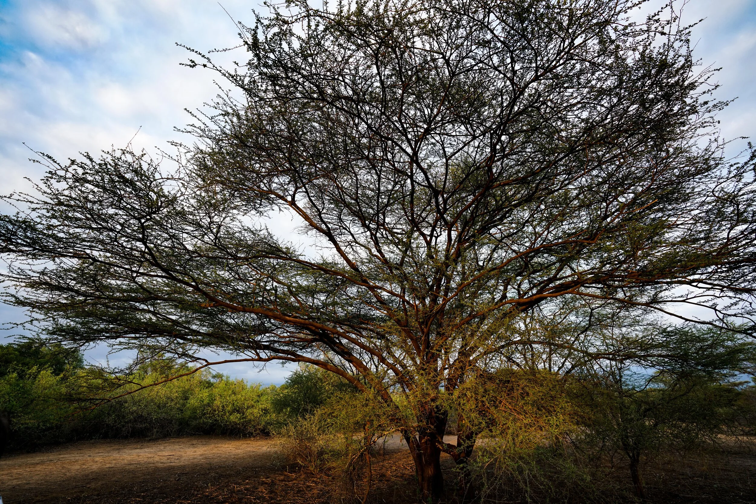  Sunrise sunlight on the savannah trees.  