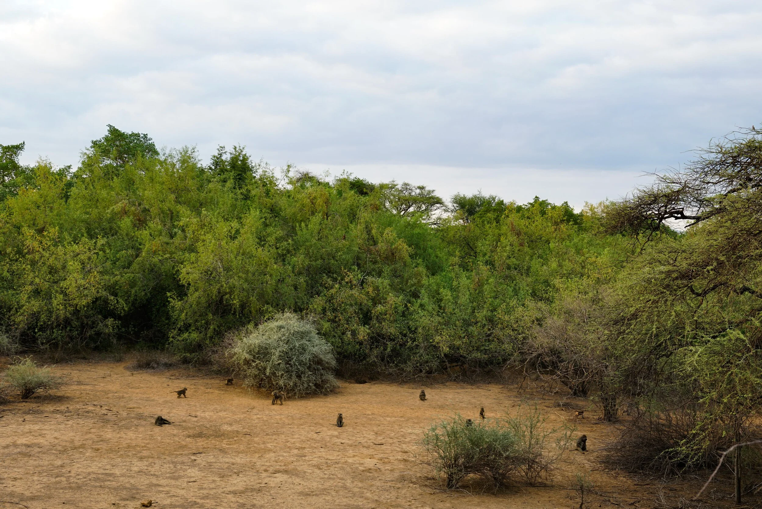  That, is a baboon family, playing in their safe home space.  
