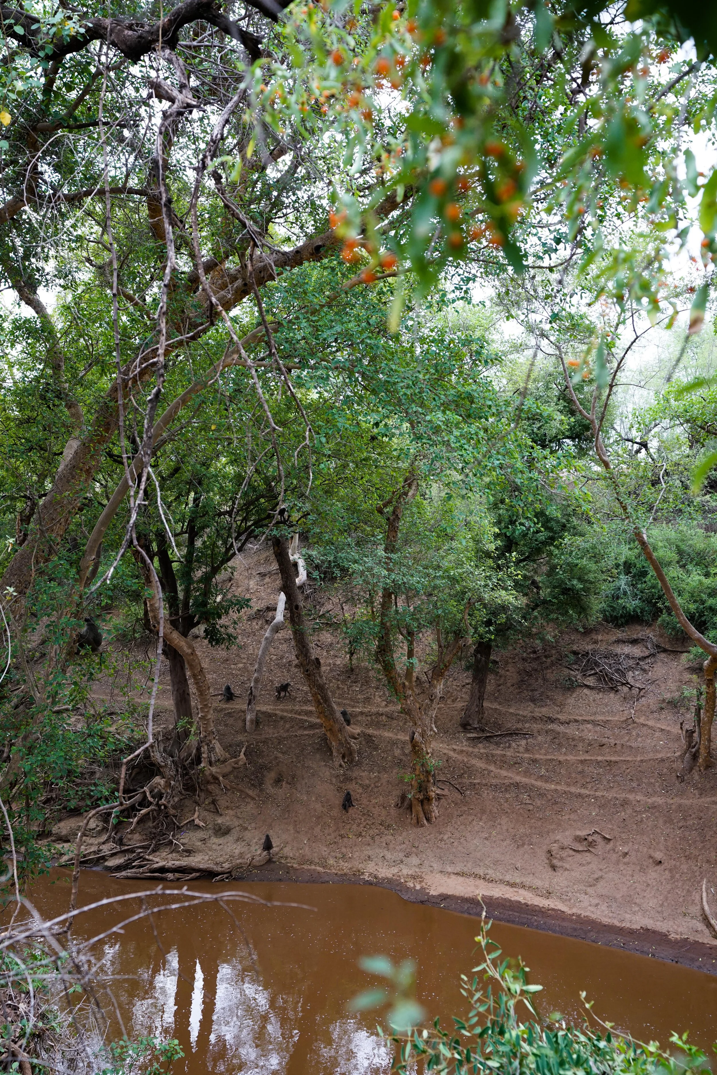  The hillside is scattered with playing baboons and traced with baboon tracks.   