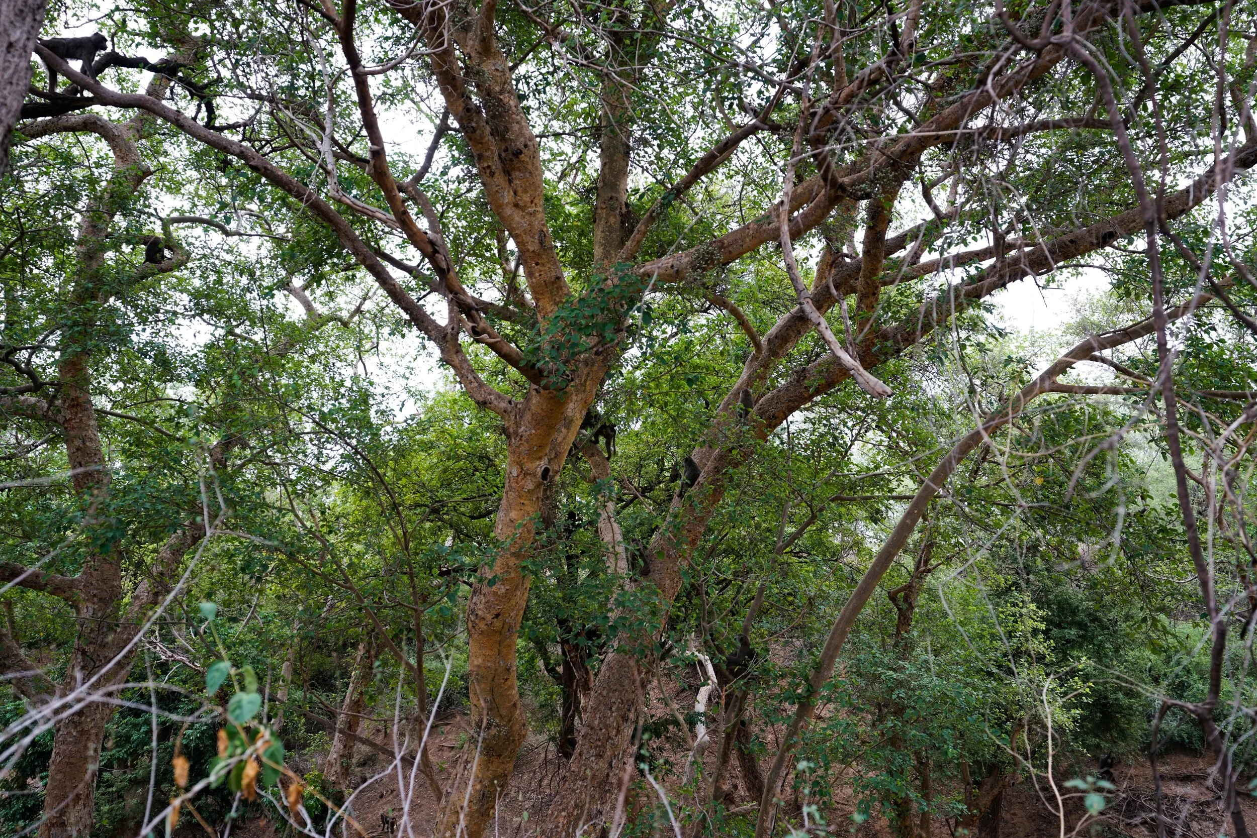  Baboon jungle gym.  The mamas and babies are happy in these trees.  