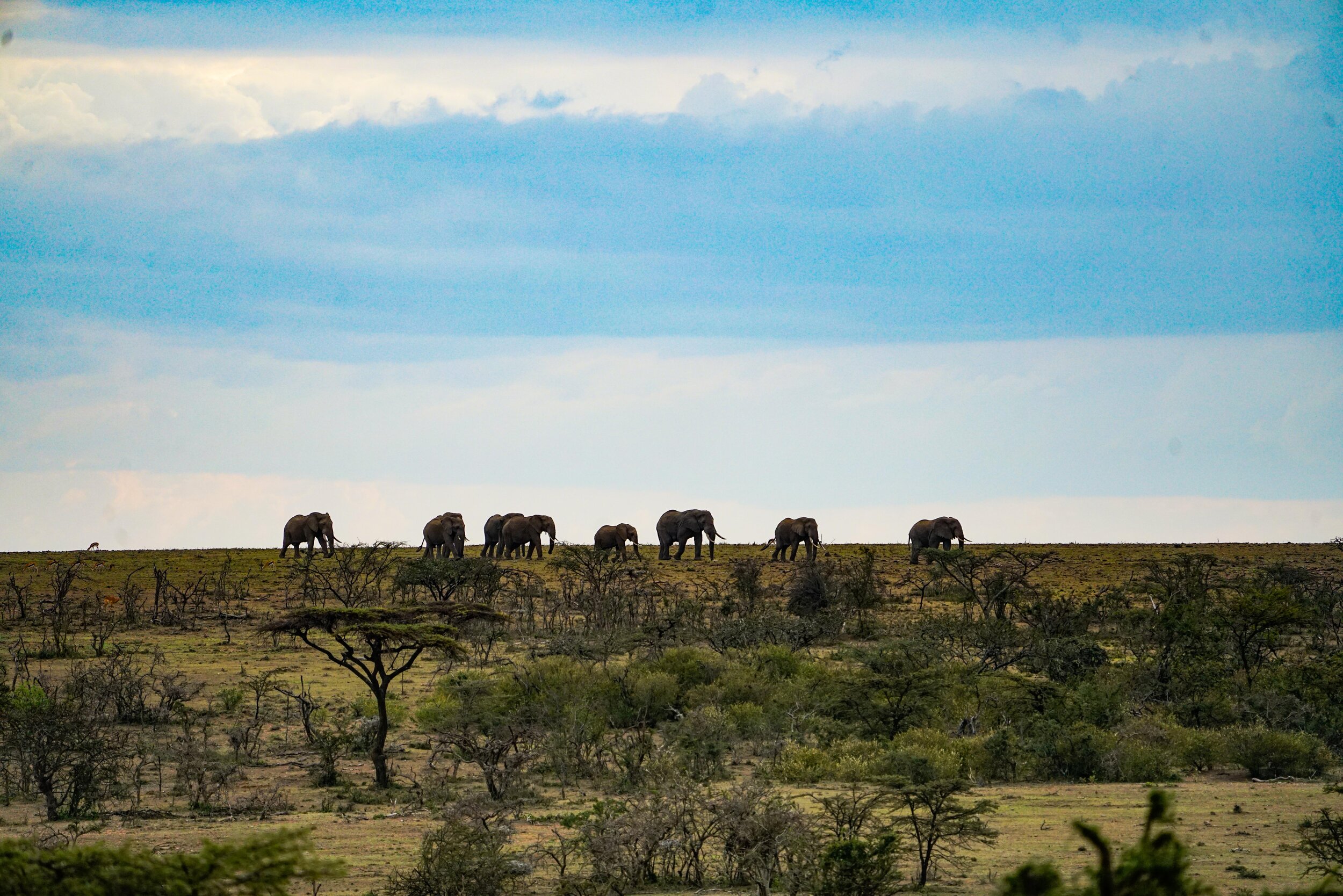  Elephants are passing on the horizon.  We’re told they come to the river in the night so we may see them again.  I don’t end up seeing them again.  