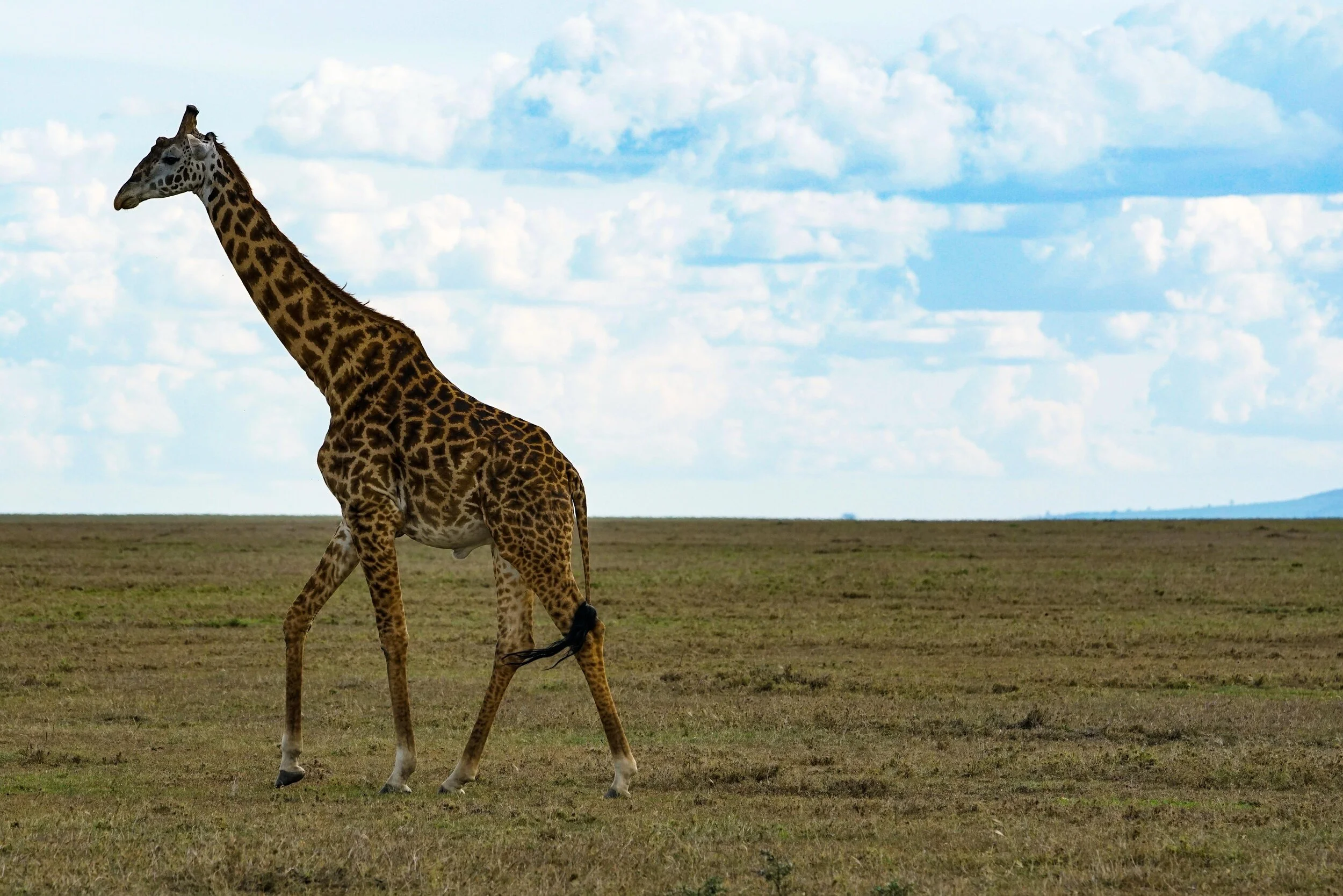  This is the Mara.  We have arrived.  The End.  