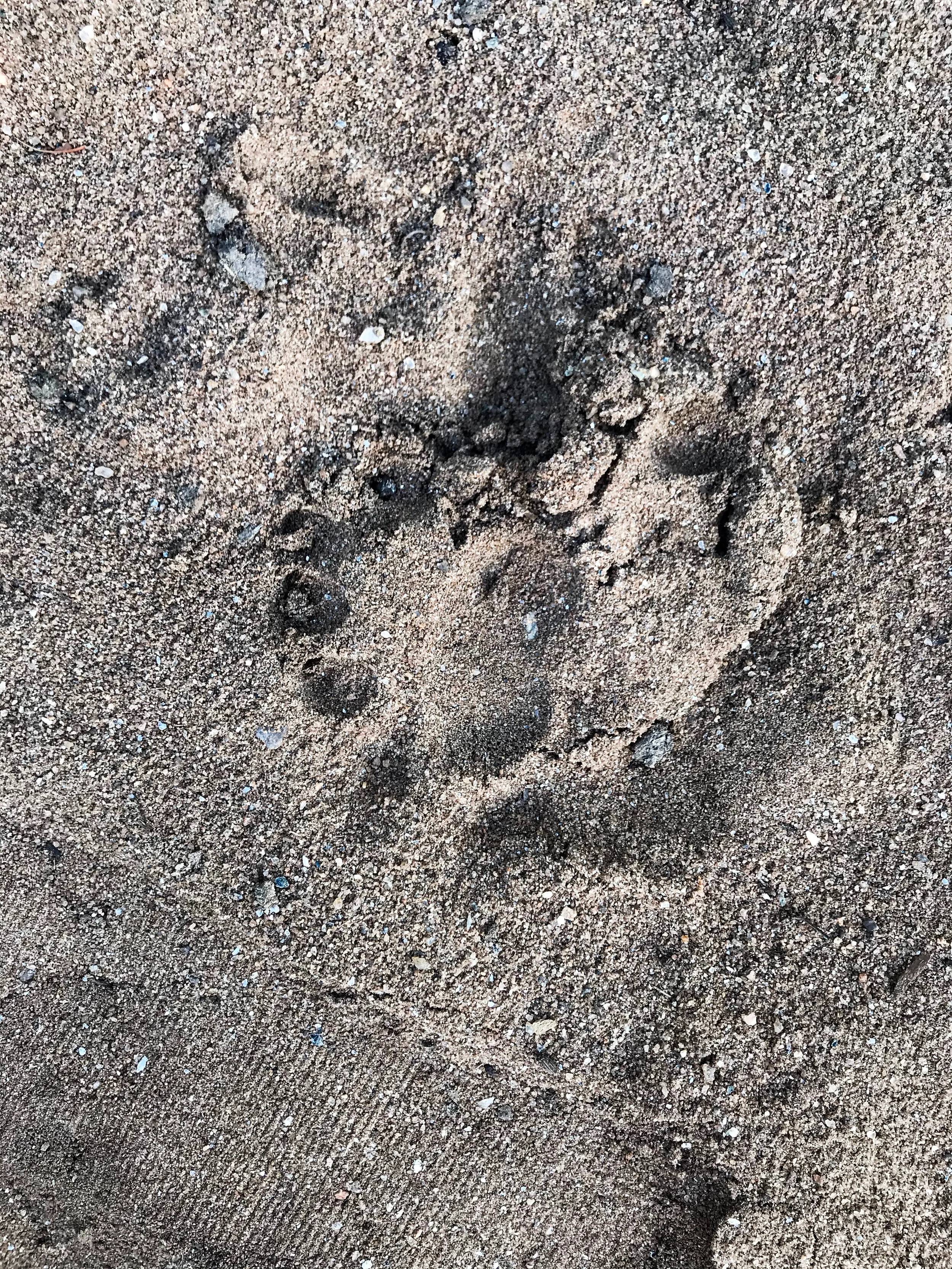  I’m not an expert but this is, I believe, the paw print of a significantly large predator cat.  I took this in the sand next to my tent.  