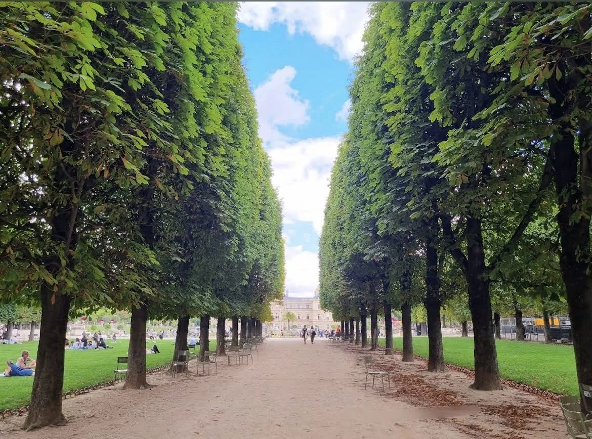 tree path and blue sky.jpg