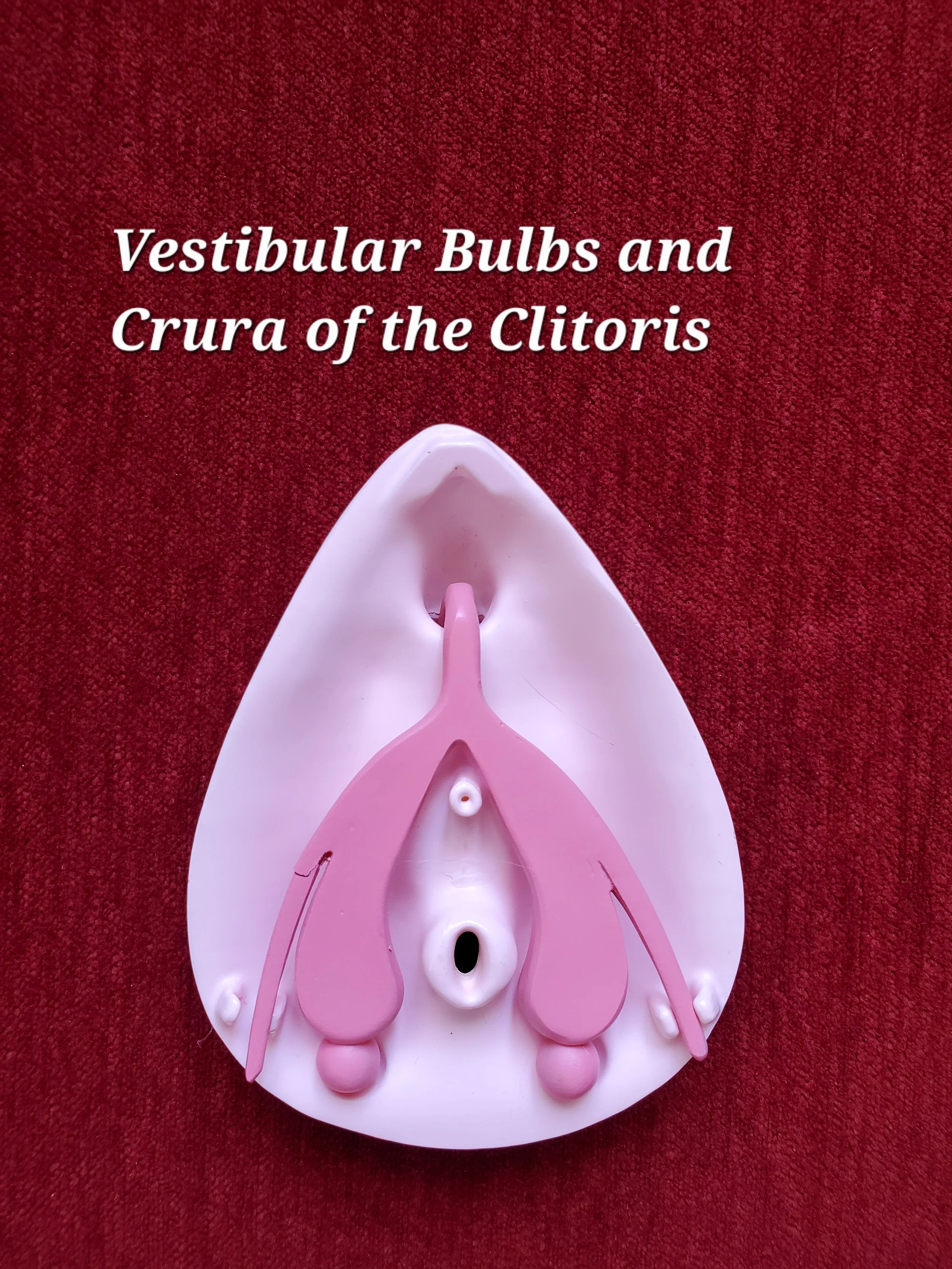 An anatomical model of the clitoris, featuring the part not visible: the vestibular bulbs and crura.
