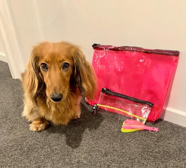 If this doesn't melt your heart I don't know what will!! Meet Frank, I Used To Be's latest ambassador! Thanks @leteshag for the pic! ⁣
⁣
We love to see how you are using your bags, so don't forget to tag us when you are out in the wild! ⁣
⁣
#iusedtob