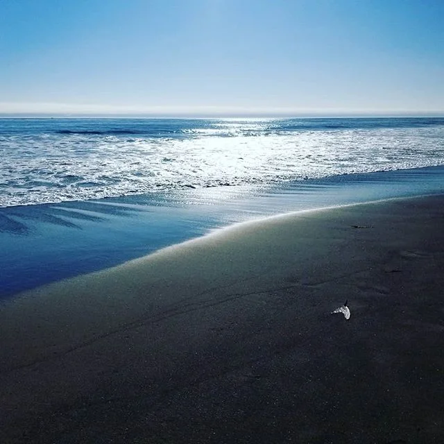After ROSE I took a little time to relax in Cambria California.  It was such a lovely experience.  I got to be by the ocean, see giant elephant seals, explore beautiful gardens, meander through Hearst Castle, and hang out with the local wildlife in t