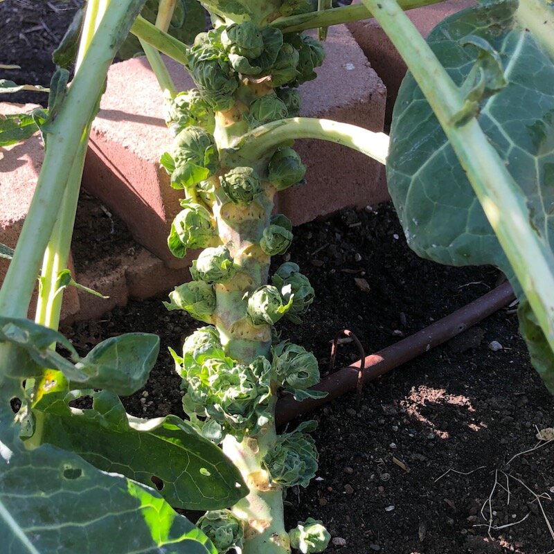 brusselsprouts1_arugulaforest_christinefoerster.jpg