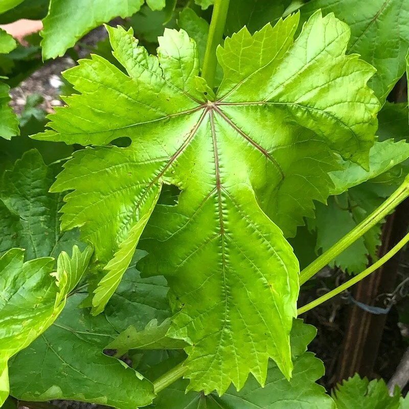 04.13.20 Grape Leaves
