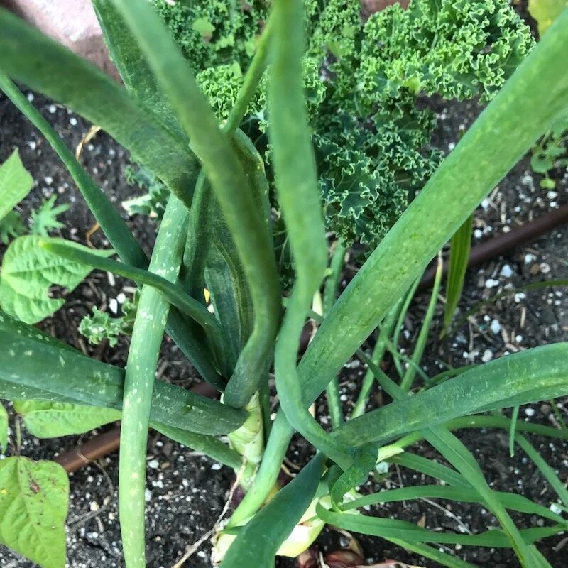 04.16.20 Green Onions