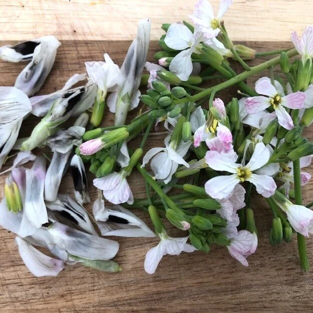 favaflowers2_arugulaforest_christinefoerster.jpg