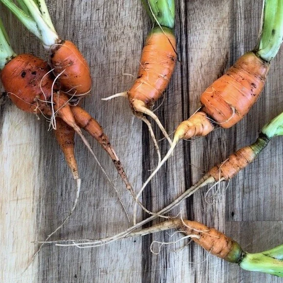 07.31.20 Stumpy Carrots