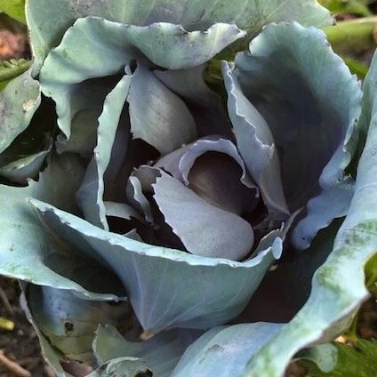 08.01.20 Some Kind of Cabbage