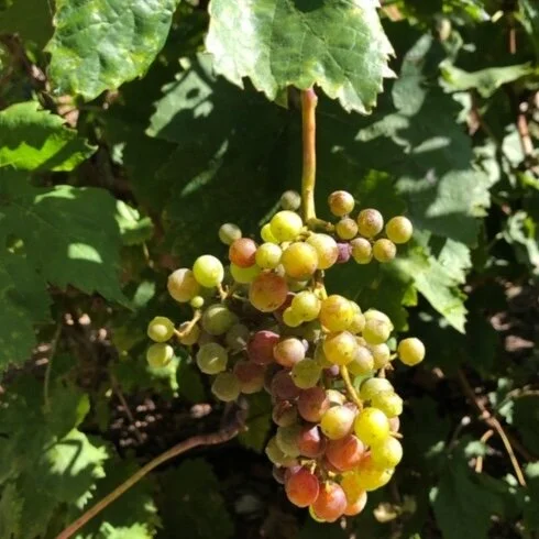 08.30.20 Last Grapes