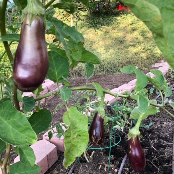 eggplants1_arugulaforest_christinefoerster.JPG