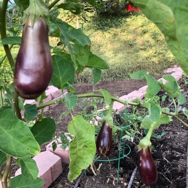 10.26.20 Three Little Eggplants