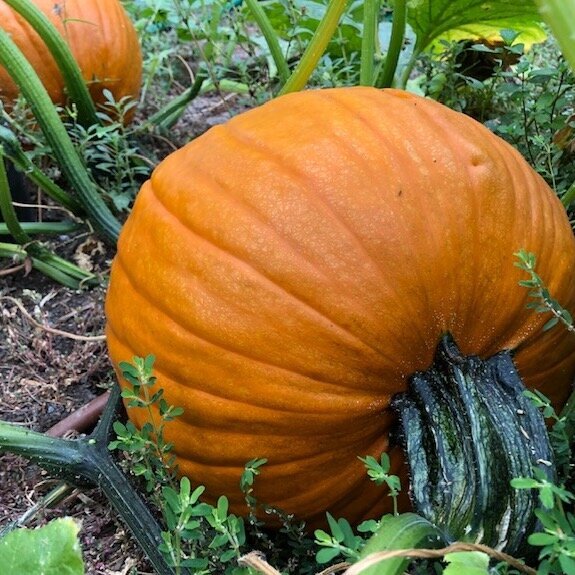 pumpkin1_arugulaforest_christinefoerster.jpg